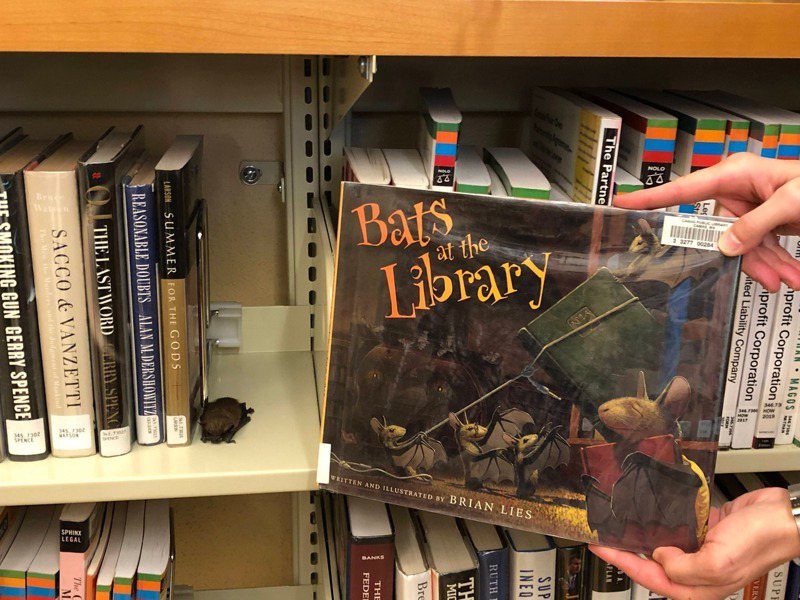 一隻蝙蝠看似在圖書館的書架上睡著了。圖擷自Camas Public Library