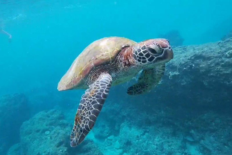 學者估計小琉球周邊存在400隻海龜，為全世界海龜密度最高海域。記者李定宇／攝影