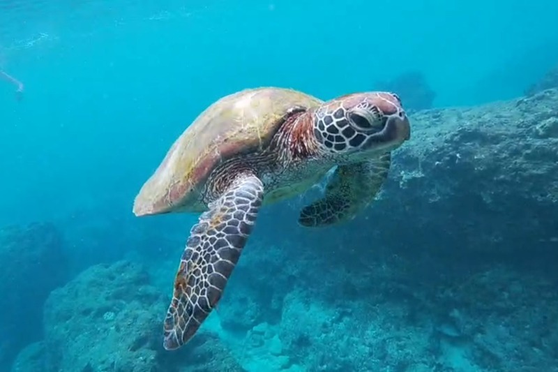 學者估計小琉球周邊存在400隻海龜，為全世界海龜密度最高海域。記者李定宇／攝影