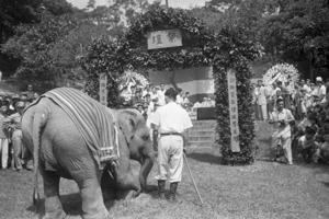 1954年5月28日，台北市動物園年度慰靈祭在圓山動物園舉行，大象主祭跪拜。圖／聯合報系資料照片