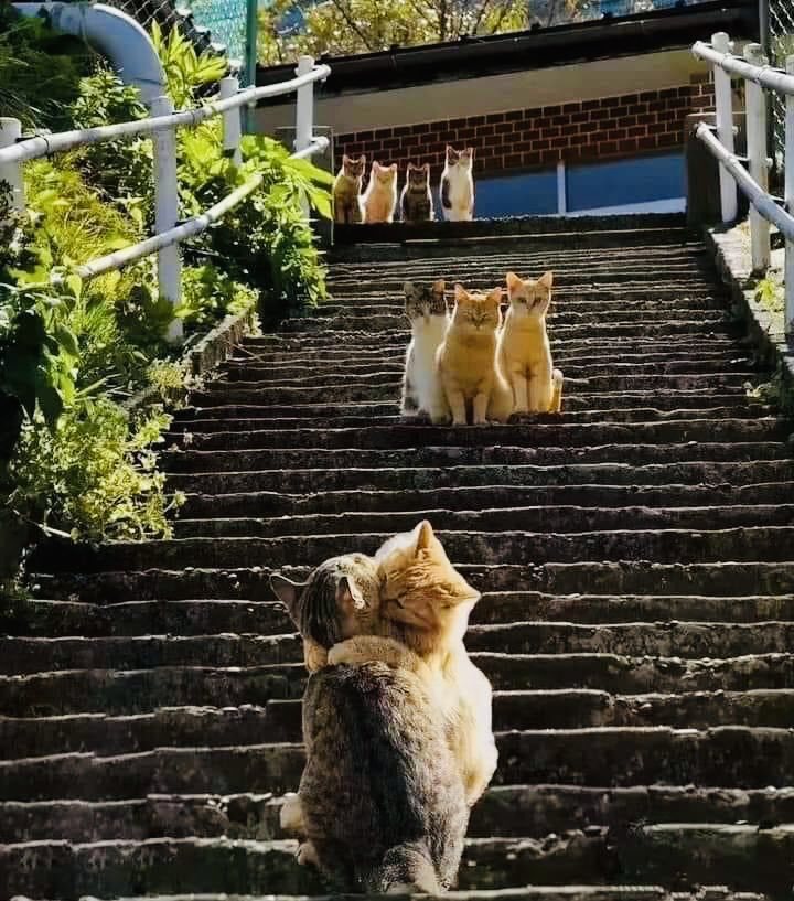 貓咪群聚看同伴放閃。圖取自推特
