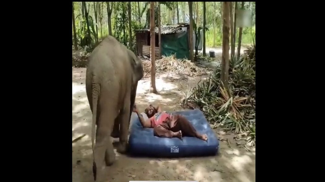 小象不爽飼育員搶了牠的床墊。圖取自推特