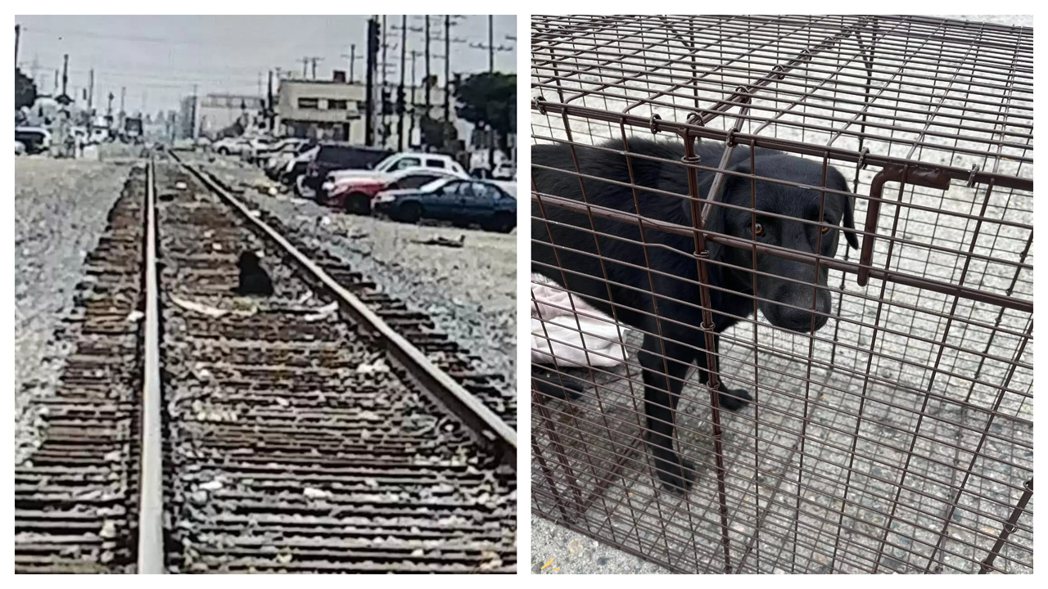 一隻黑狗被主人丟包路上，就這樣待在鐵軌上不吃不喝等主人回來接牠。 (圖/取自《The Dodo》)