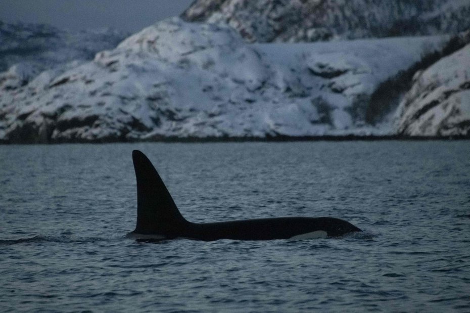 法國政府表示，一頭意外游進塞納河中的虎鯨在經歷引回大海計畫失敗後「正處於極度痛苦和絕症中」，專家已決定將其安樂死。法新社