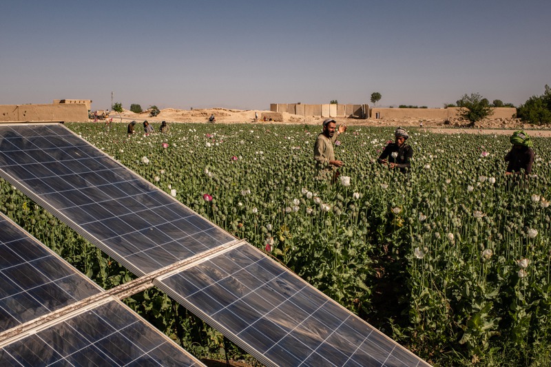拜太陽能抽水機之賜，阿富汗一些沙漠變綠地，且罌粟作物年年豐收。圖為坎達哈附近罌粟田。圖／紐約時報