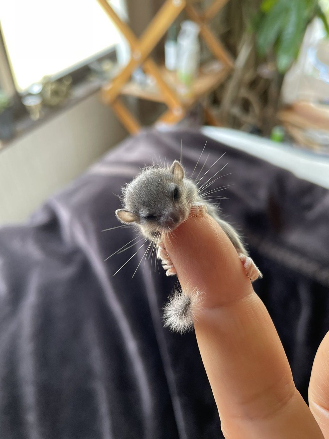 網友曬出幼幼睡鼠在指尖上的樣子。圖擷自@johny432
