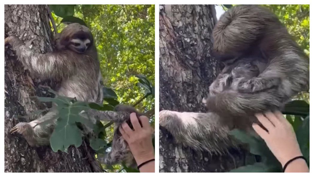 動保人員撿到一隻跌落樹上的小樹懶，將寶寶送回樹懶媽媽身邊，樹懶媽媽見到孩子立刻擁入懷中。 (圖/取自影片)