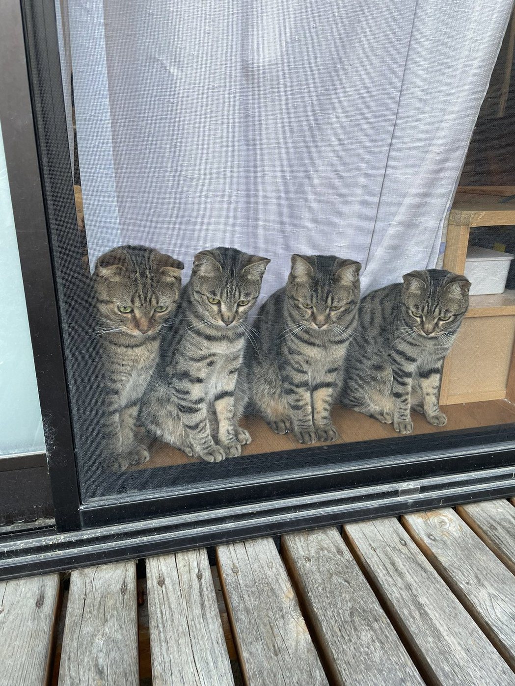 四隻貓貓「神複製」死亡凝視。（圖／翻攝自推特@tomeji1106 ）