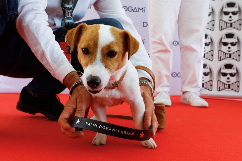 子彈在坎城影展獲頒「金棕櫚狗狗獎」，由其他狗狗代為領獎。 路透