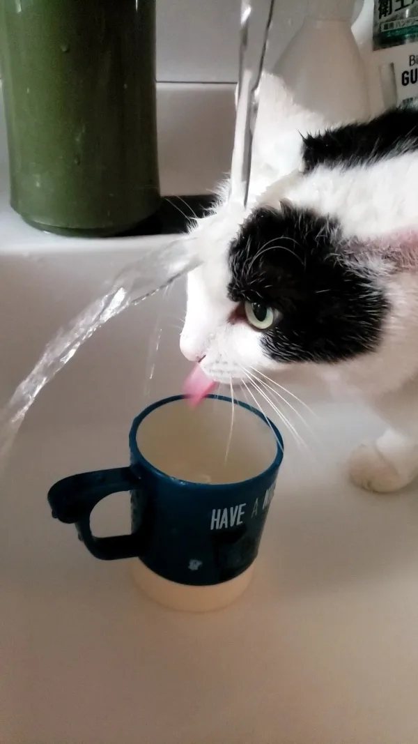 乳牛貓邊喝水邊洗頭。（圖／翻攝自推特@Tsukiko9）