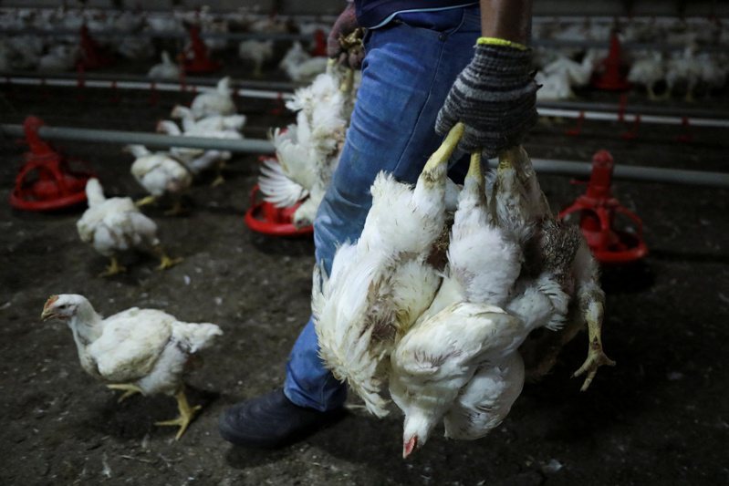 原物料价格上涨导致马来西亚鸡肉供应短缺，马来西亚政府宣布6月起禁止出口活鸡，邻国新加坡连带受到冲击。 路透社(photo:UDN)