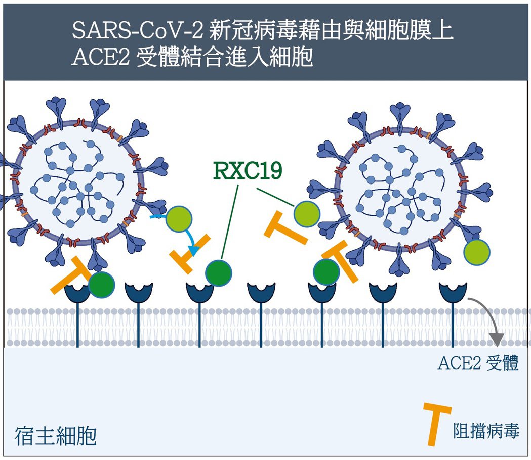 SARS-CoV-2新冠病毒藉由與細胞膜上ACE2受體結合進入細胞示意圖。昱星生...