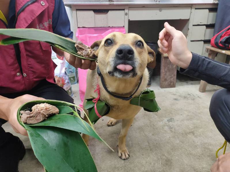 社團法人台灣浪浪驛站動物緊急救援協會讓動物之家收容犬隻提前過端午節。圖／新北市動保處提供