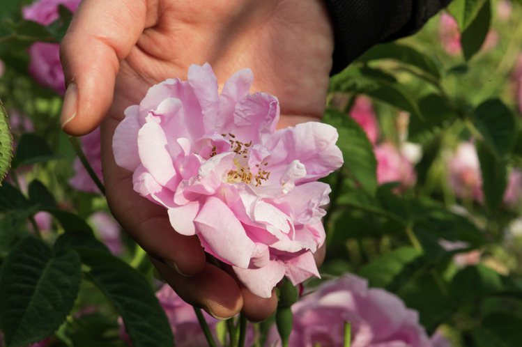 五月玫瑰每年僅有3周能採摘，全由手工取得。圖／香奈兒提供