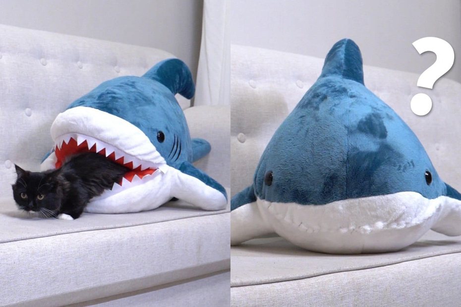 貓皇平常喜歡進出鯊魚睡袋，阿嬤以為金孫被吃掉就把鯊魚嘴巴縫起來。圖擷自●【爆廢公社公開版】●