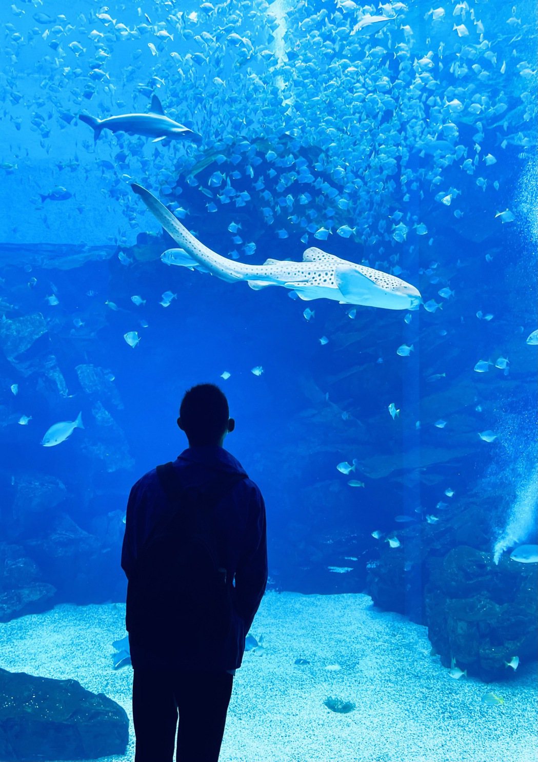 水族館讓人可以不用潛水，就可以觀賞到海洋世界的奇妙。圖╱李清志提供