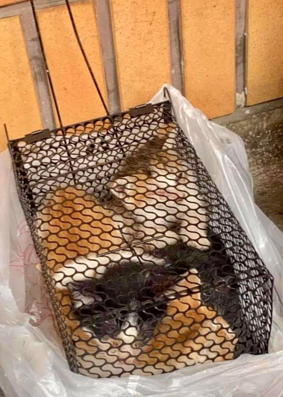 80多歲的阿婆日前在湖口市場賣小貓，3隻小貓全擠在鼠籠裡，引發眾怒。圖／邵柏森提供