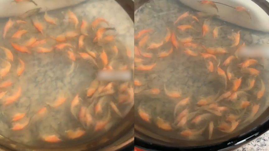 寵物蝦放陽台被曬死。圖取自微博
