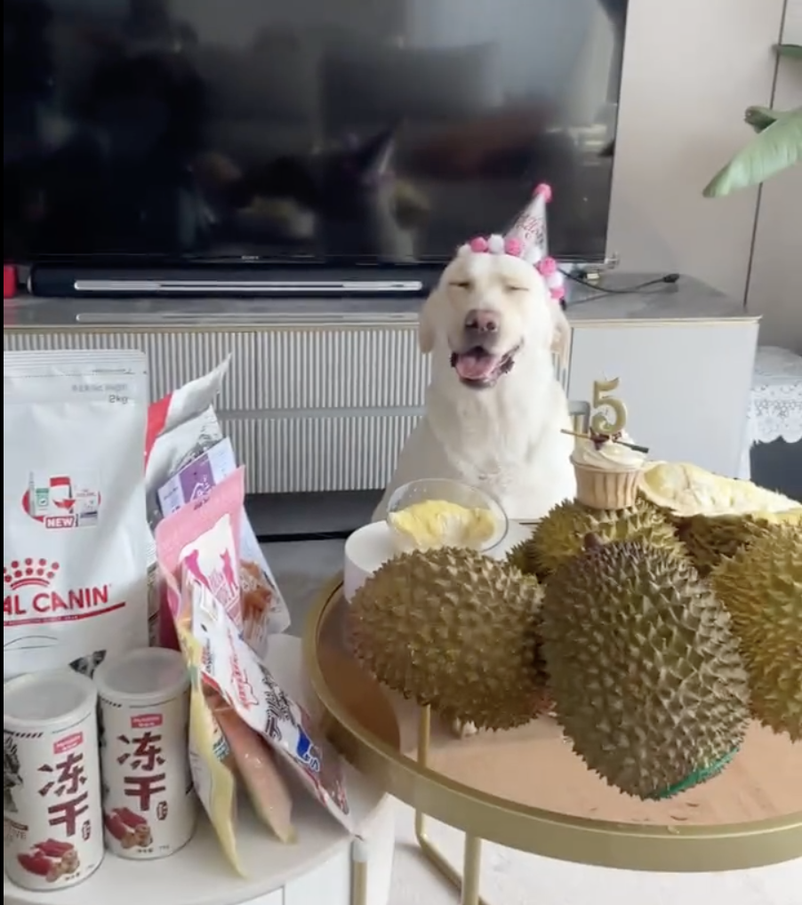 狗狗過五歲生日，飼主給牠買榴槤慶生。圖取自微博