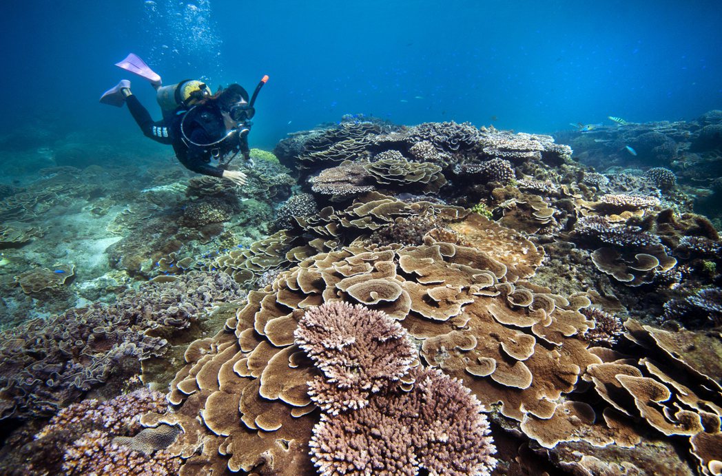 「彩色珊瑚礁」提供忘憂島一日遊、無人島露營、珊瑚礁浮潛等獨家秘境行程。 圖Boo...