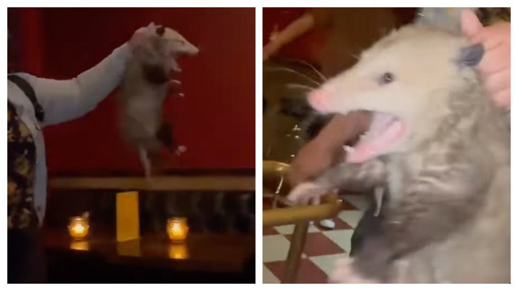 一隻巨鼠闖進酒吧，女子冷靜的把牠拿出去。 (圖/取自影片)