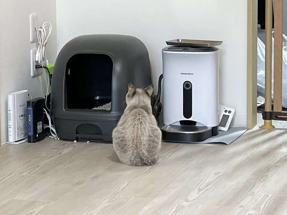 貓咪：朕好餓，自動餵食機快放飯啦！ （圖/取自推特）