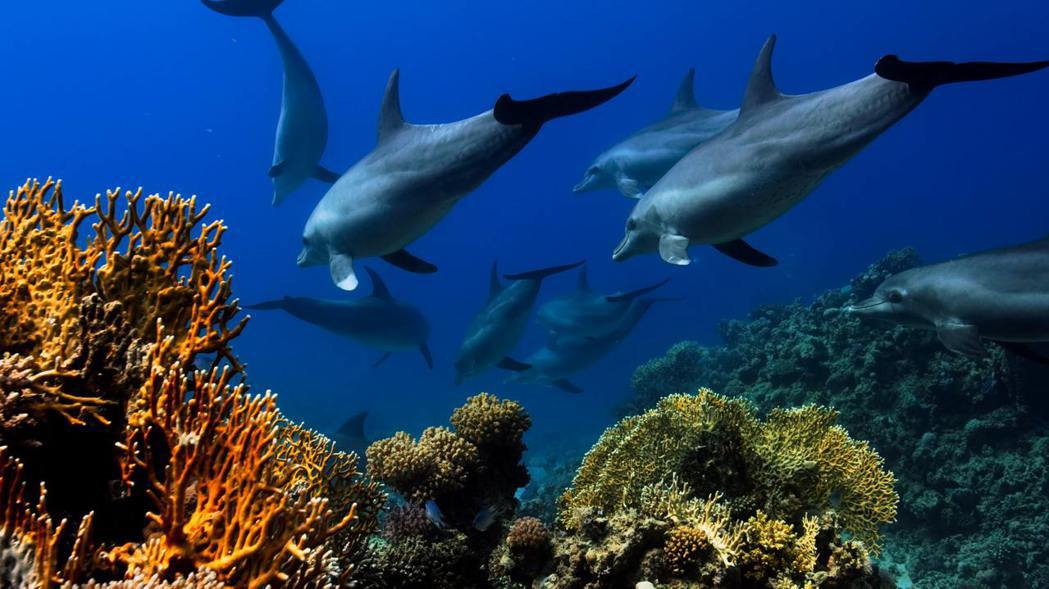 研究發現，海豚會選擇特定珊瑚物種，並精心挑選要摩擦身體的哪些部位。圖為示意圖。 ...