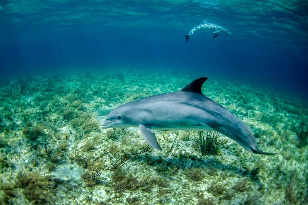 瓶鼻海豚似乎會利用珊瑚治療自己的皮膚疾病。 圖／Unsplash