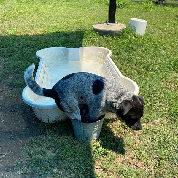 「半人馬」平時就喜歡待在小水桶裡，就算網友幫牠爭取到一個大泳池，牠還是最愛水桶。 圖擷自Austin Animal Center