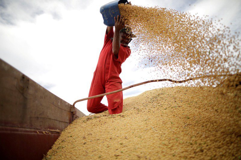 一名巴西工人正在收成大豆。巴西是農業大國，但不少窮人如今連基本的食材都買不起。路透