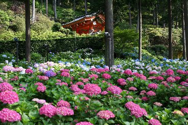占地有10公頃的宇治市植物公園，種植高達1,450種植物，6月開始至7月正式欣賞繡球花的季節。圖/京都府觀光連盟提供
