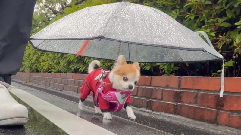 最近梅雨季大雨不斷，一名飼主為了不讓愛犬淋濕，特製「雨傘牽繩」給狗狗。 （圖/取自推特「choppi」）