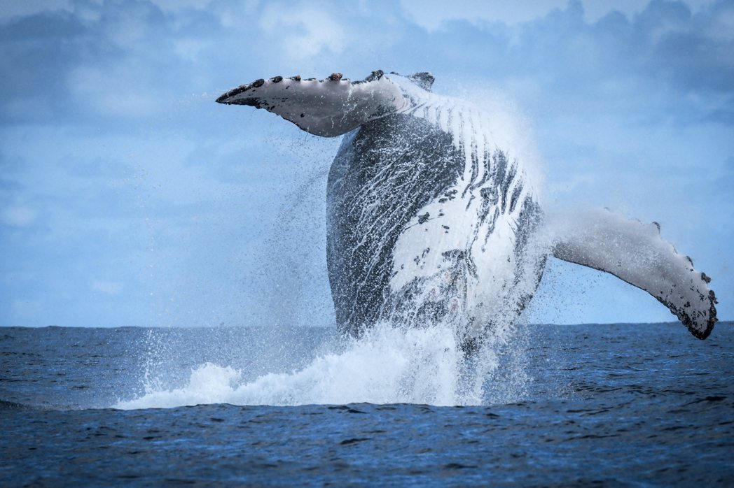 座頭鯨會遷徙到奧薩半島周圍的溫暖水域繁殖。圖／勞力士 提供