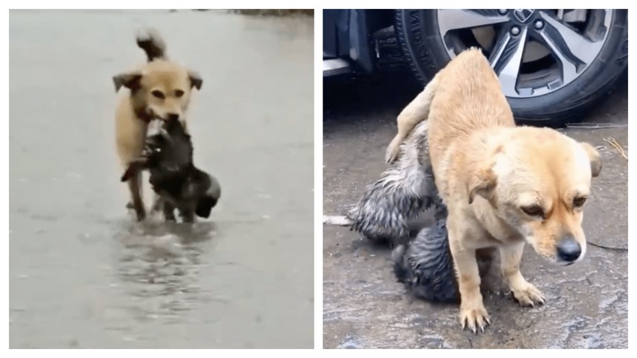 一隻狗媽媽在滂沱大雨中叼著小寶寶避難，一到安全的地方就馬上停下來餵奶。 （圖/取自搜狐）
