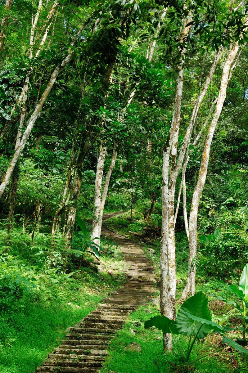 池南國家森林遊樂區鯉魚山步道僅開放步道設施範圍。圖／林務局提供