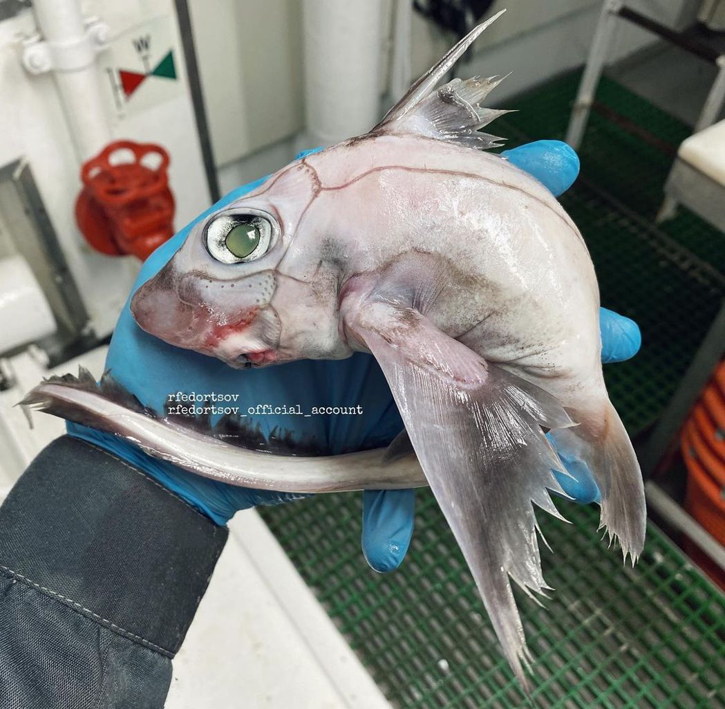一名漁夫釣到一隻巴掌大卻滿身縫線花紋跟一雙大眼的深海怪魚。 （圖/取自IG「rfedortsov_official_account」）