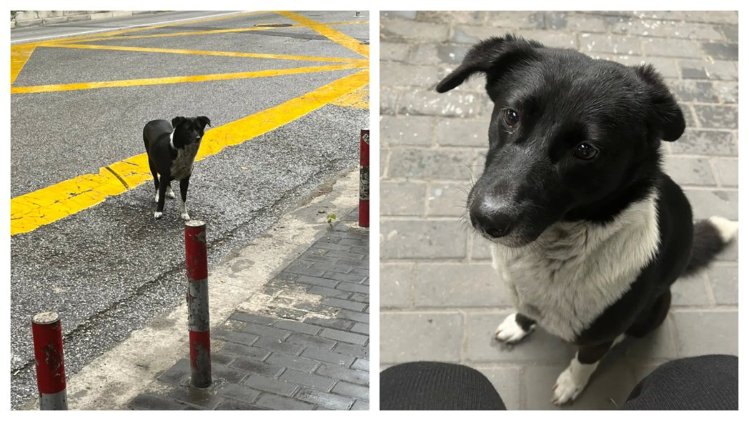 女子離職回老家，租屋處附近餵養一年多的狗狗含淚跑到車站給她送行。 (圖/取自「人間奇趣記錄儀」微博)