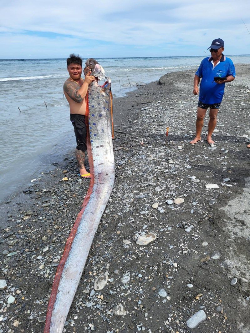 台東太麻里鄉香蘭村沙灘今下午2點多，一名林姓釣客捕獲一條來自深海的皇帶魚（又稱：地震魚），這條地震魚長近6公尺，重達130公斤。圖／民眾提供
