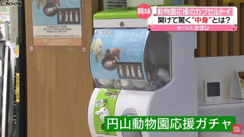 日本円山動物園推出應援扭蛋，裡面裝有動物的毛髮和使用過的物品。 圖／截自日テレNEWS YouTube影片