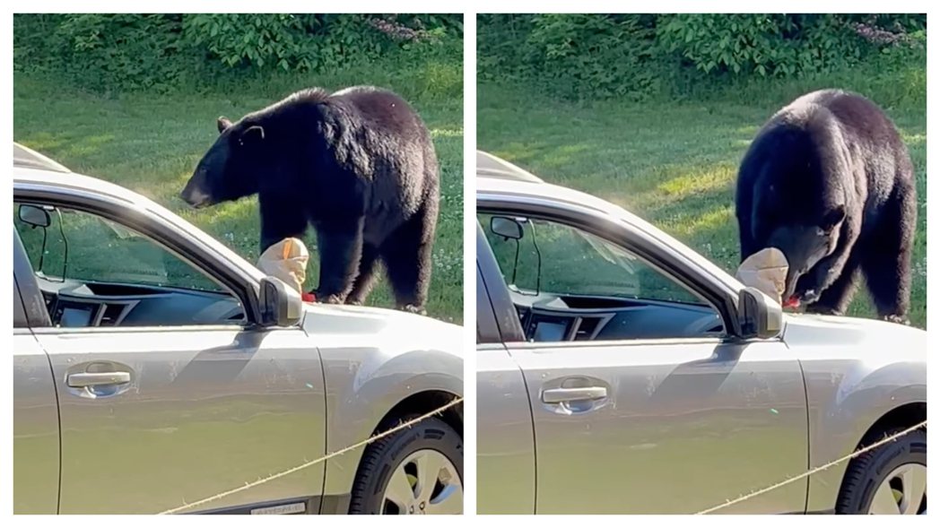 一隻黑熊看到汽車車窗沒關，掏出裡面的麥當勞大快朵頤。 （圖/取自臉書粉專「Jackson Police Department NH」）