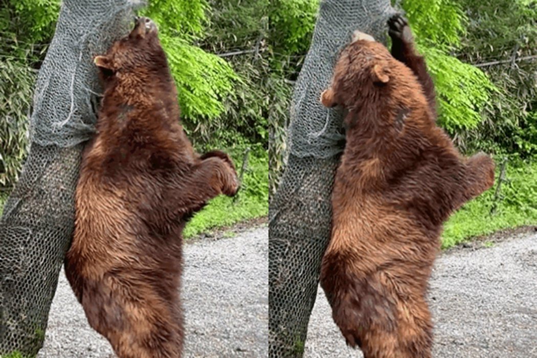 棕熊用背摩擦樹幹止癢。圖擷自@fuji_safari1980