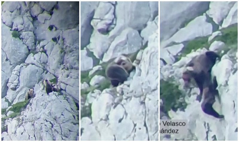 西班牙北部山區日前發生2隻棕熊被拍到在一處陡峭懸崖邊大打出手，接著一起跌到「幾十公尺」下的岩石地面，但只有一隻熊逃過一劫，另一隻熊則是在跌落後不久死亡。路透 / Claudio Sordo Velasco & Carmen Ortega Fernandez