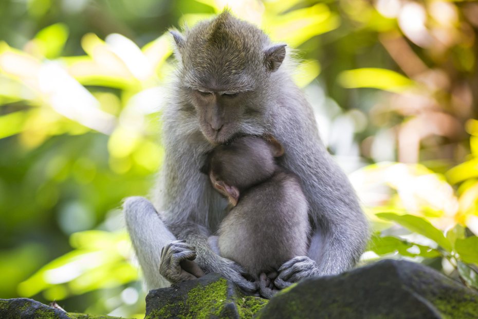 印度一對猴子母子，出現在診所前尋求幫助。示意圖／Ingimage