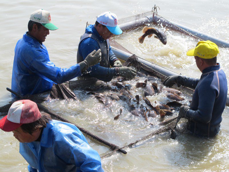 大陸海關總署昨宣布自六月十三日起暫停台灣石斑魚進入大陸。圖為高雄石斑魚養殖戶撈漁獲。本報資料照片
