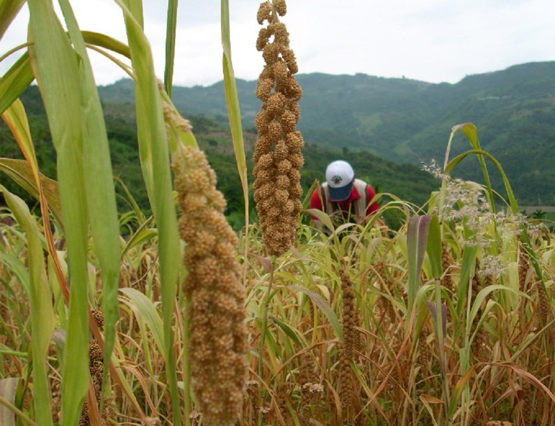 5月份氣候異常也影響到台東原鄉小米生長，部落一串串金黃色小米，仔細一看有些葉片呈現枯黃色，甚至是植株倒塌在地的情形。記者尤聰光／攝影