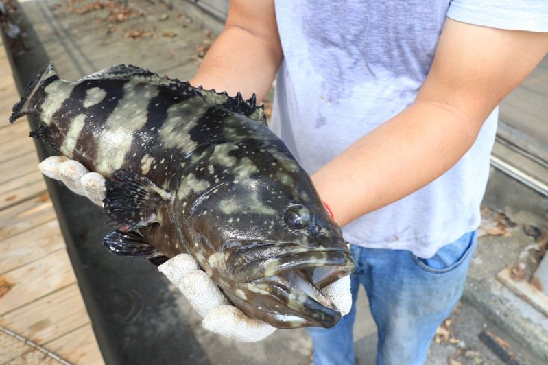 中國大陸海關總署10日宣布6月13日起暫停台灣石斑魚輸入，台南市府推養殖產業輔導因應。記者周宗禎／翻攝
