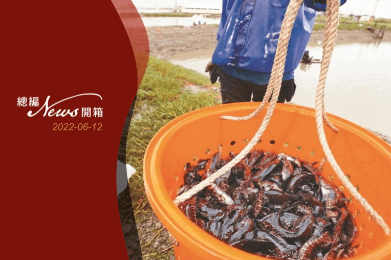 中國大陸暫停台灣石斑魚輸入，一年六千多公噸外銷量受影響，南部漁民憂心。記者劉學聖／攝影