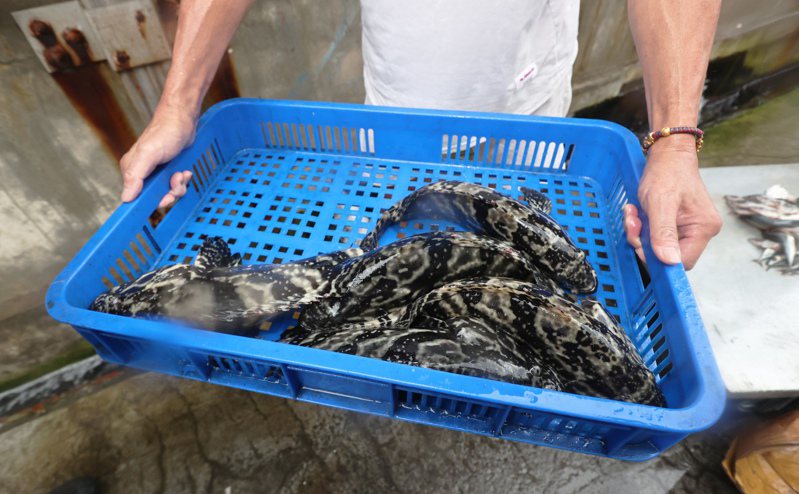 大陸海關總署13日起將暫停台灣石斑魚輸入，影響中南部不少養殖業者，直呼「噩夢成真」。圖／聯合報系資料照片