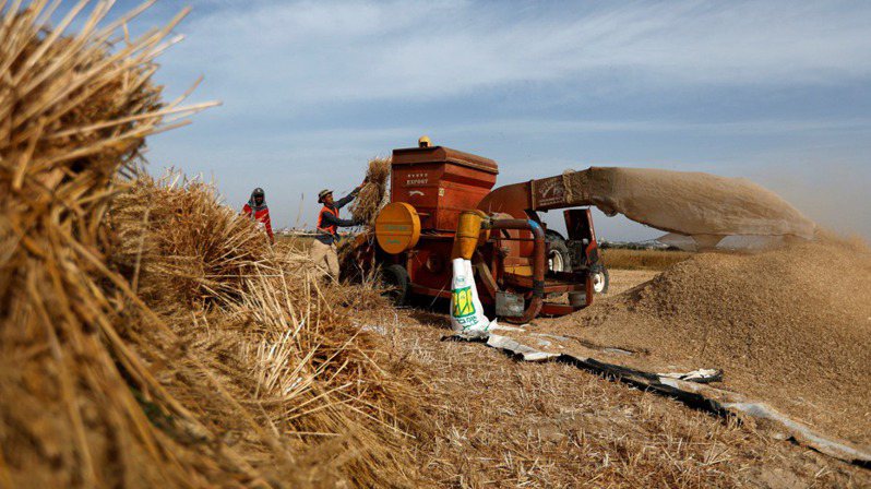 俄国的粮食和化肥出口若面临障碍，恐致全球粮食危机。（路透）(photo:UDN)