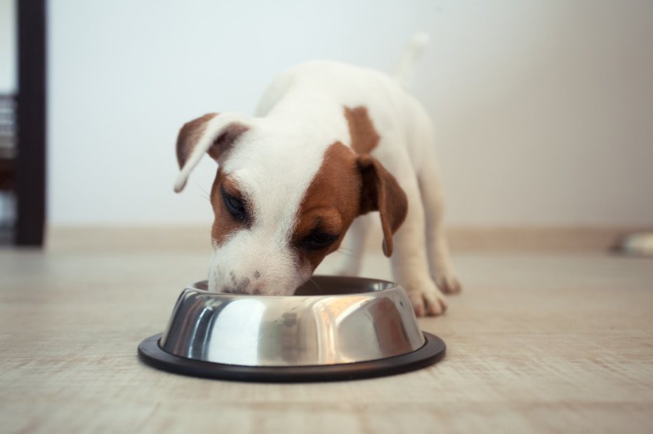 狗狗吃飼料示意圖。 圖／Pixabay提供